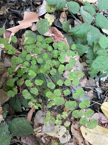 Adiantum jordanii, photograph 2