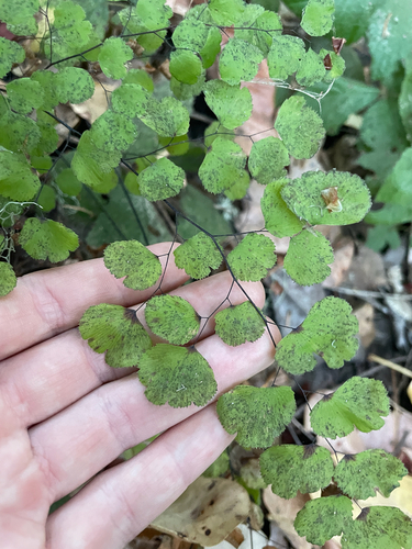 Adiantum jordanii, photograph 3
