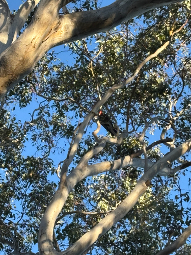 Gang-gang Cockatoo
