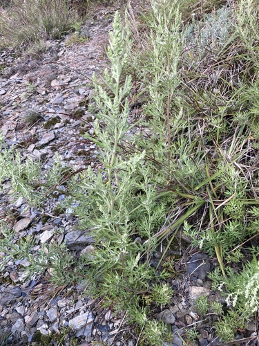 Artemisia indica, photograph 1