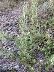 Artemisia indica, photograph (c) Zheng-An Wang, some rights reserved (CC BY)