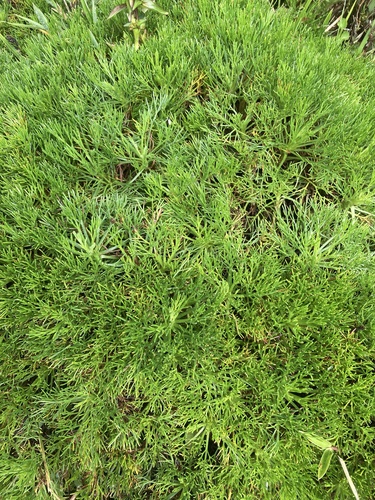 Artemisia morrisonensis, photograph 2