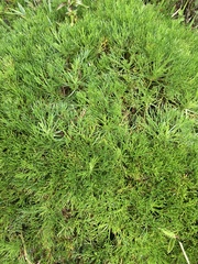Artemisia morrisonensis, photograph (c) Zheng-An Wang, some rights reserved (CC BY)