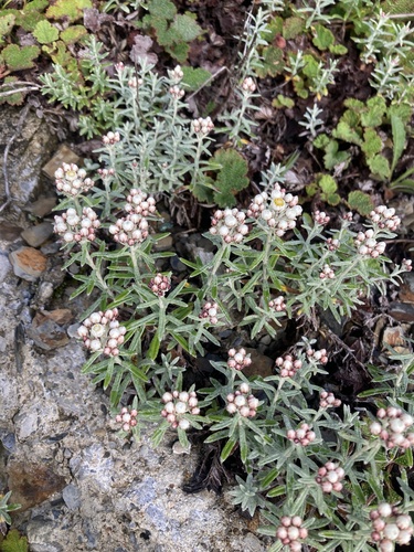 Anaphalis morrisonicola, photograph 1