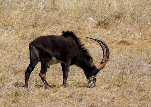 Southern Sable Antelope