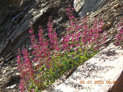 Penstemon clevelandii connatus