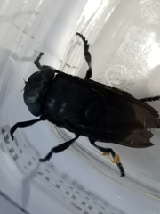 Cuterebra tenebrosa