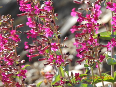Penstemon clevelandii connatus