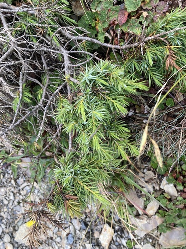 Juniperus formosana