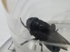 Cuterebra tenebrosa