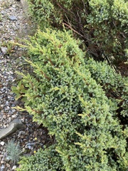 Juniperus squamata