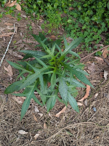 Solanum aviculare, photograph 3
