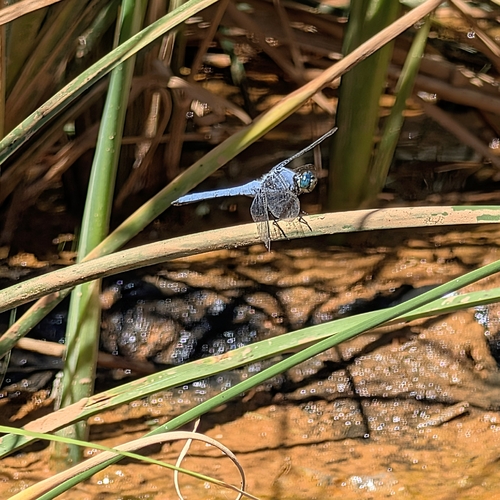 Western Pondhawk