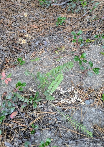 Polemonium pulcherrimum, photograph 3
