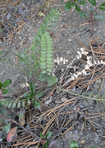 Polemonium pulcherrimum, photograph 4