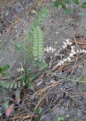 Polemonium pulcherrimum, photograph (c) machaut2, some rights reserved (CC BY)
