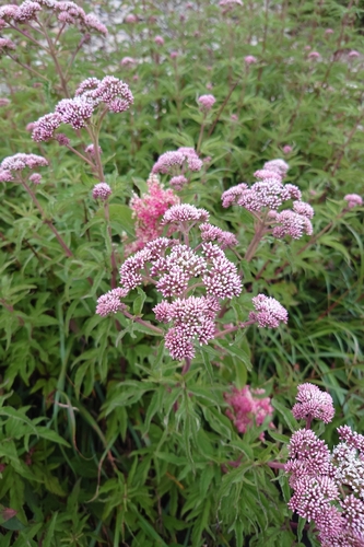 Eupatorium formosanum, photograph 1