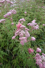 (c) 如此甚好, some rights reserved (CC BY) Eupatorium formosanum, photograph (c) 如此甚好, some rights reserved (CC BY)