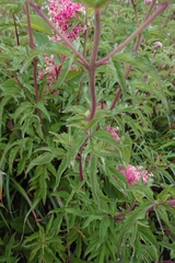 (c) 如此甚好, some rights reserved (CC BY) Eupatorium formosanum, photograph (c) 如此甚好, some rights reserved (CC BY)