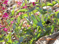 Penstemon clevelandii connatus