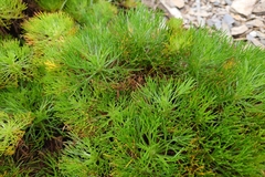 Artemisia morrisonensis, photograph (c) 如此甚好, some rights reserved (CC BY)