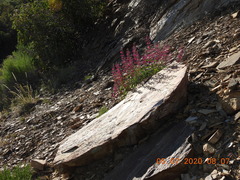 Penstemon clevelandii connatus