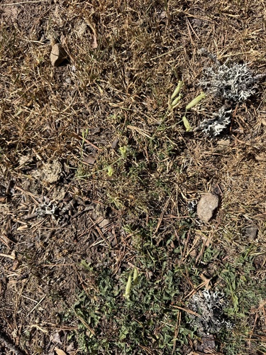 Silene ciliata, photograph 4