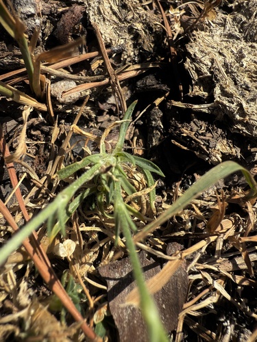 Silene ciliata, photograph 5