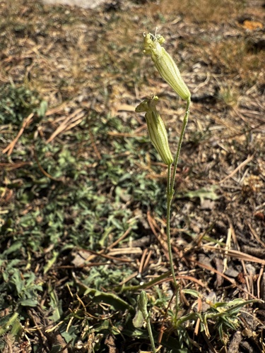Silene ciliata, photograph 3
