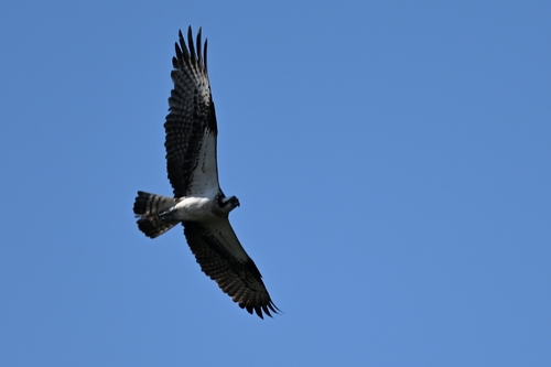 Osprey