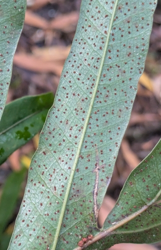Drynaria sparsisora observed 2026-08-02