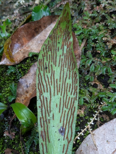 Antrophyum callifolium observed 2026-08-02