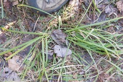 Carex arctata