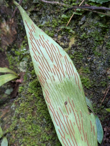 Antrophyum callifolium observed 2026-07-22