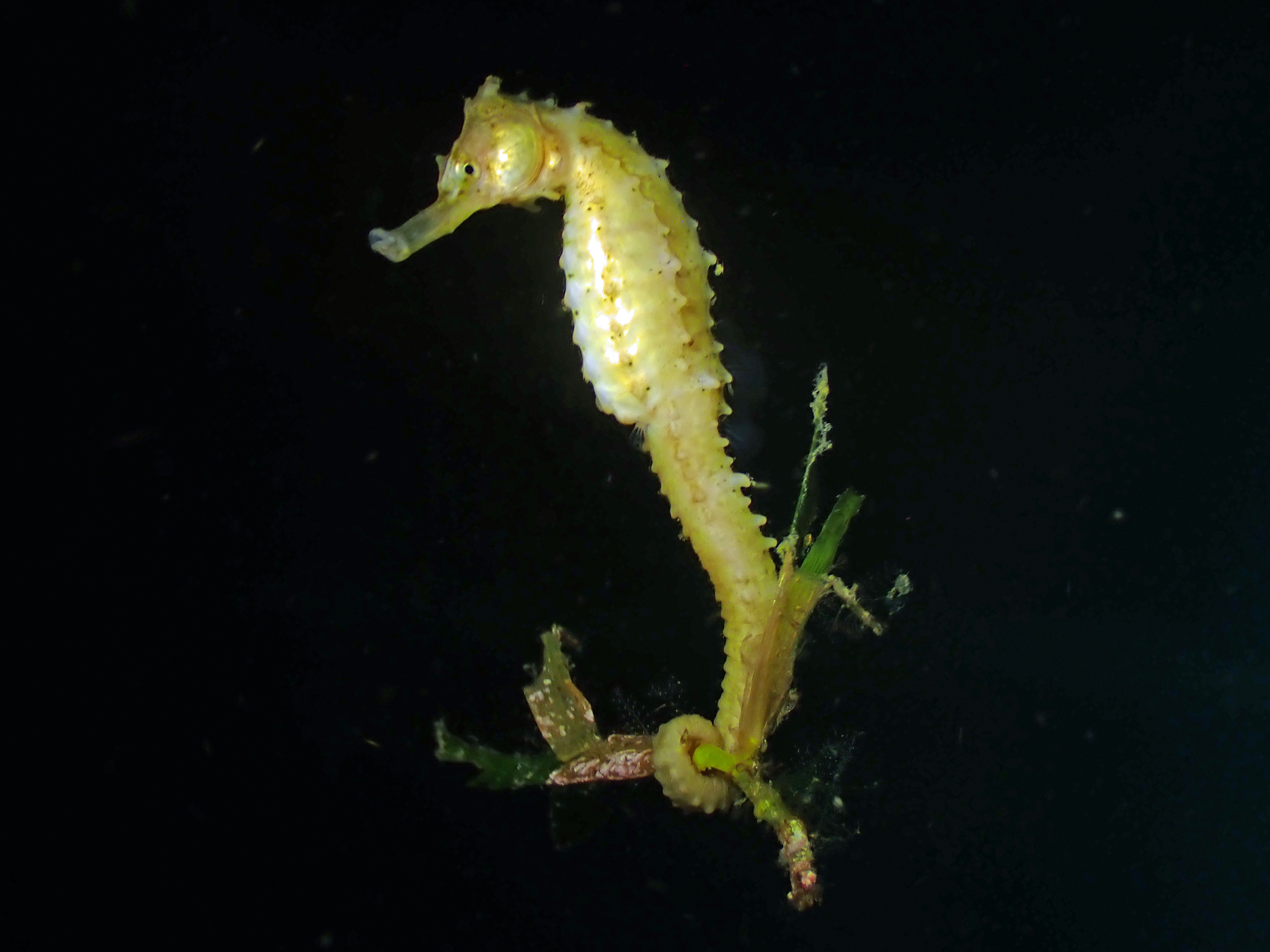 三斑海馬(海馬) Hippocampus trimaculatus