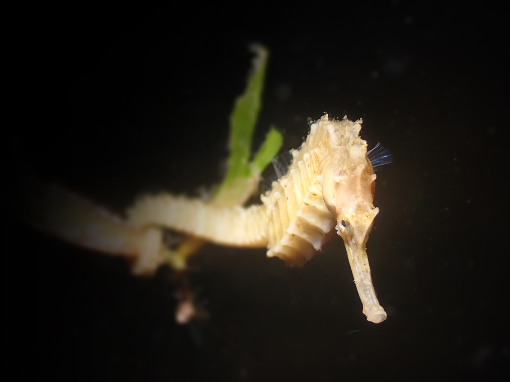 Pale seahorse with a long snout holding a blade of green weed against a dark background