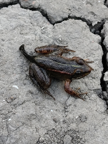 Marsh Frog