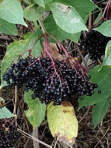 European black elderberry