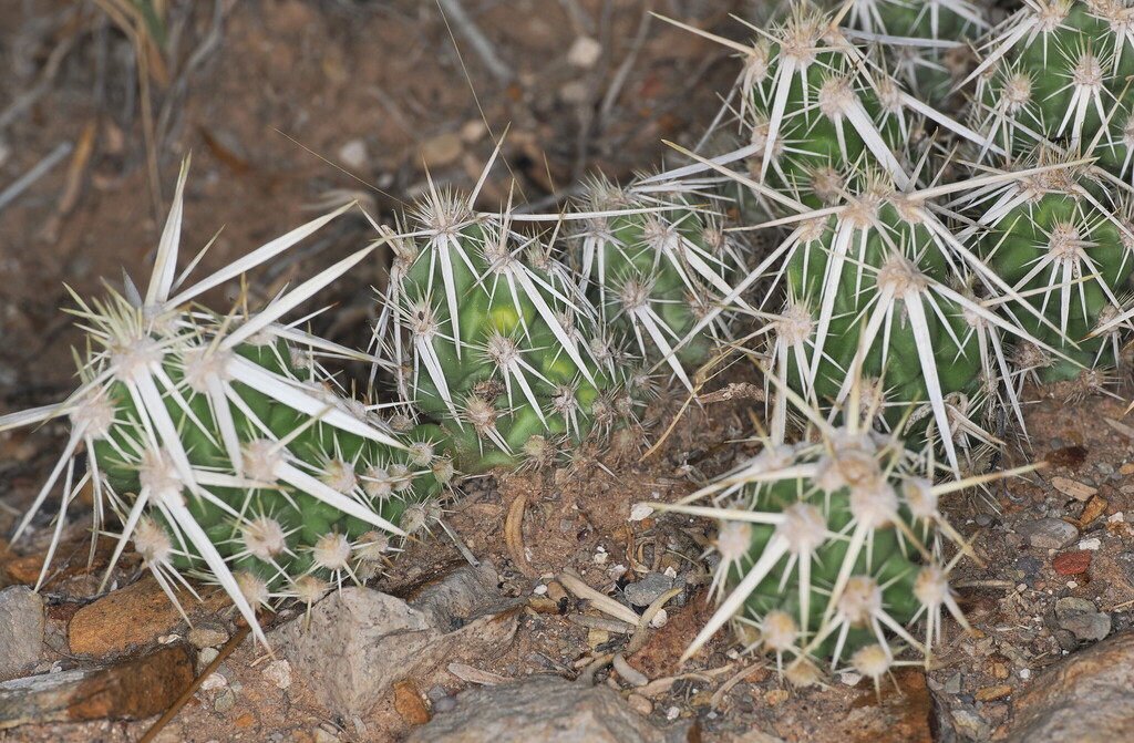 Grusonia clavata; photograph (c) Rosario Douglas, some rights reserved (CC BY)