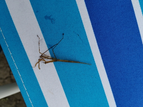 Eurasian Water Stick Insect