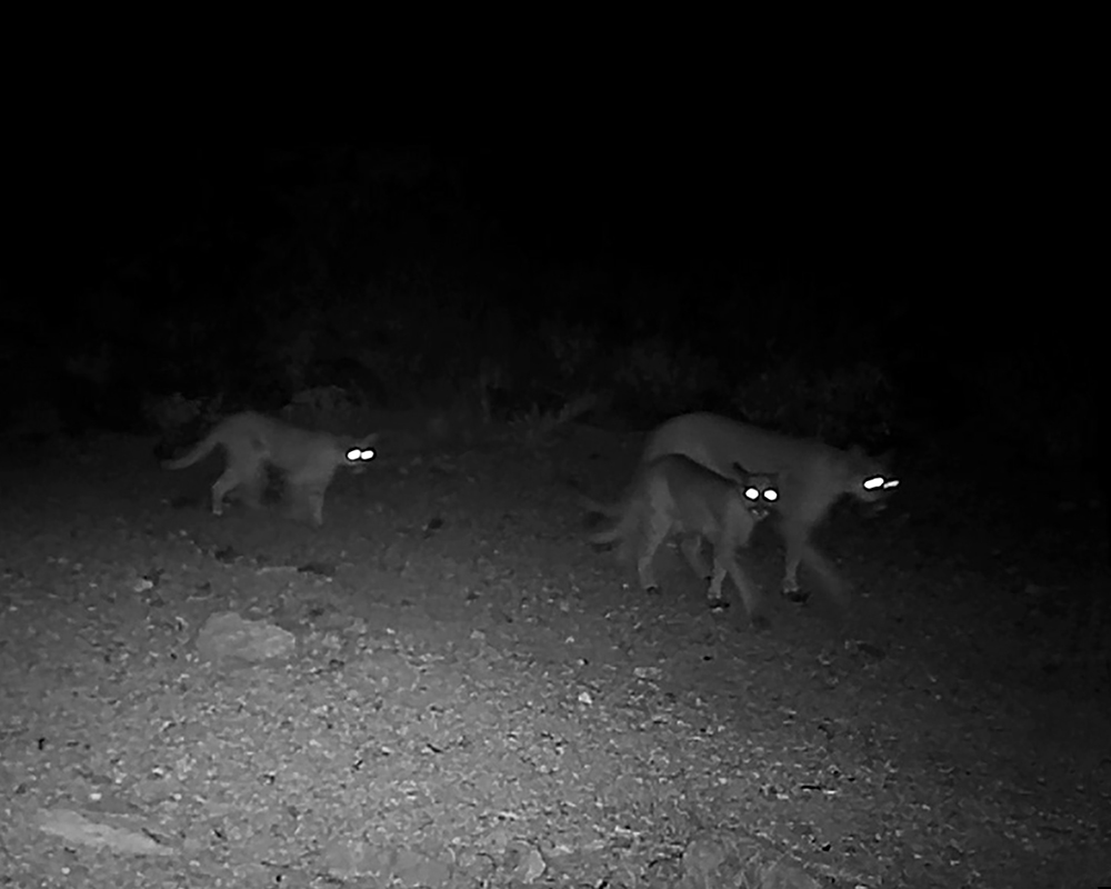 Mountain Lion In April 2020 By Mike Cardwell INaturalist   Large 