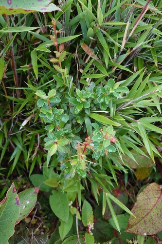 Berberis morrisonensis