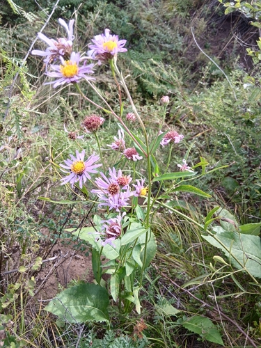 Aster tataricus, photograph 6