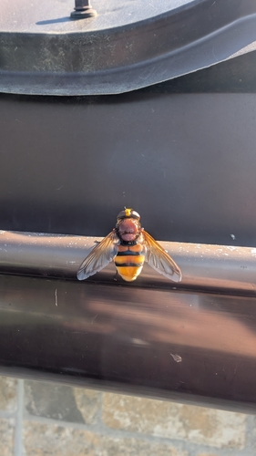 Hornet Mimic Hover Fly