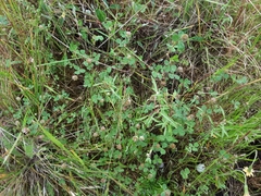 Trifolium microdon
