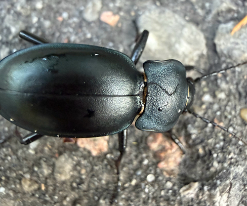 smooth ground beetle