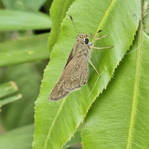 Pelopidas mathias