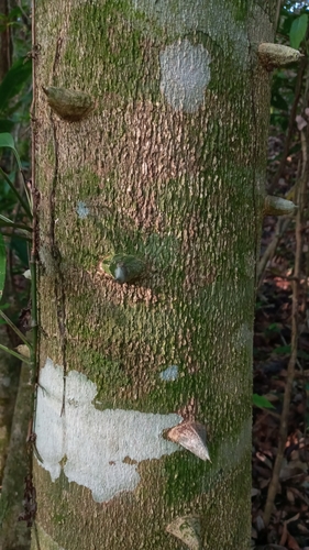 Zanthoxylum panamense image