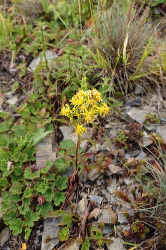 Solidago decurrens, photograph 1