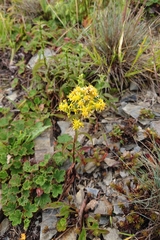 Solidago decurrens